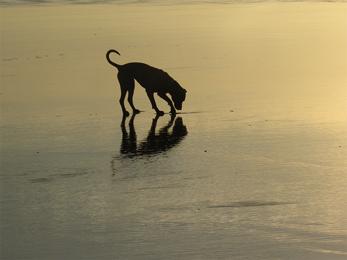 dog digging on beach