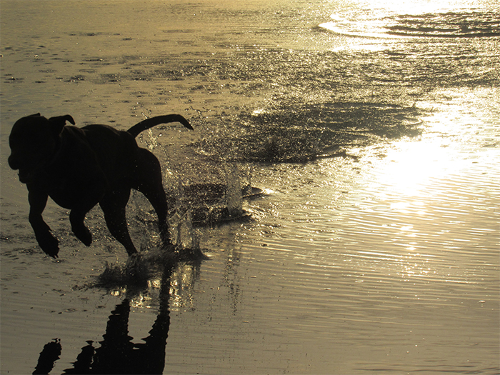 dog running on beach