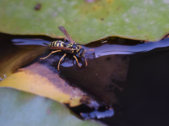 wasp next to lilypad