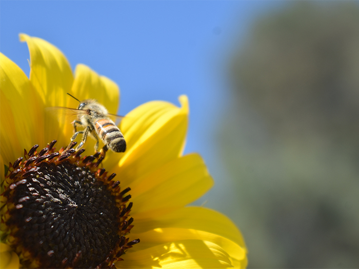 bee on sunflower