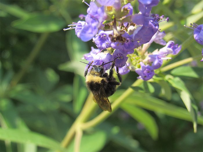 bee on purple flower