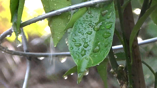 water drops