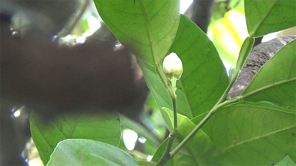 leaves and flower