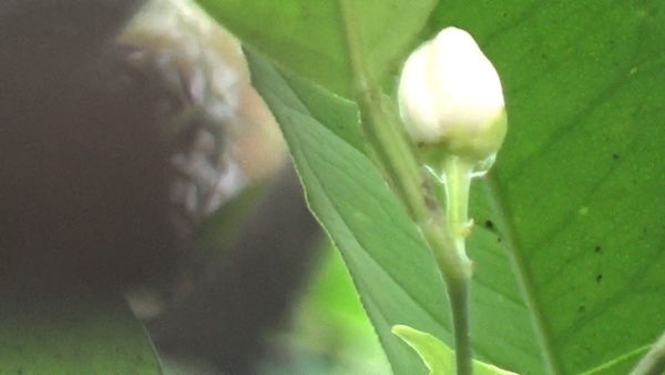 flower bud