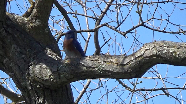 bird in tree