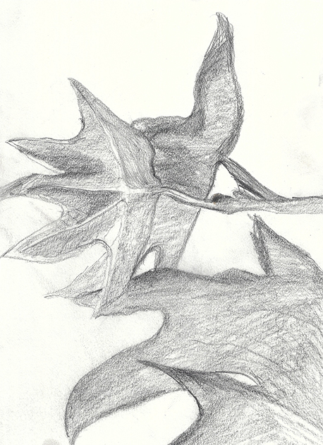 leaf drawing