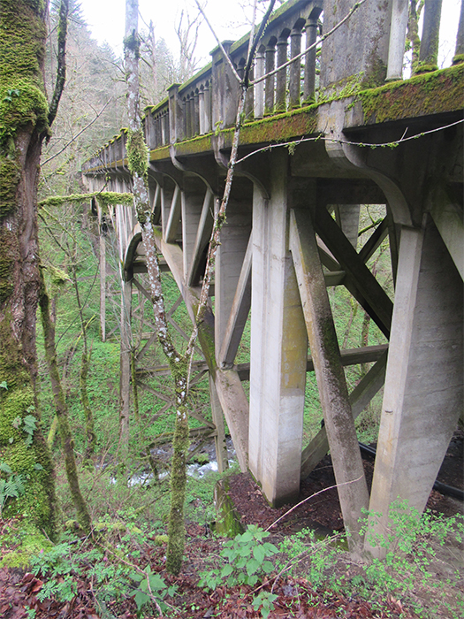 bridge in forest