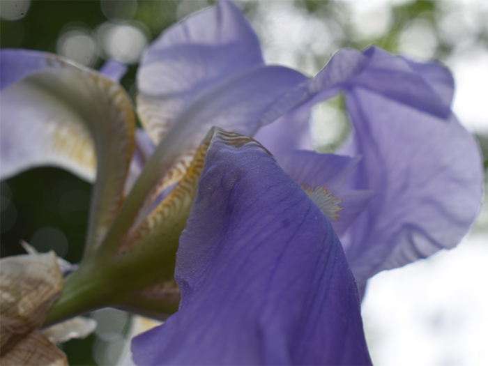 purple flower close-up