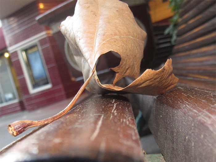 leaf on bench